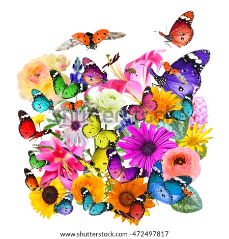 Colorful flowers, butterflies and ladybug  -  Nature and Wildlife Art composition isolated on a white background