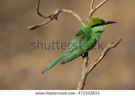 Bee eater 