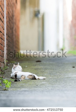 A cat on street corner.