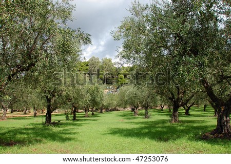 Rows of olive trees in the country. Royalty-Free Stock Photo #47253076