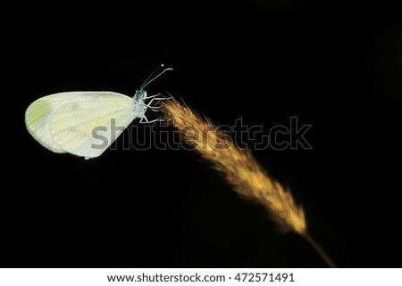 White butterfly isolated on black background in nature
