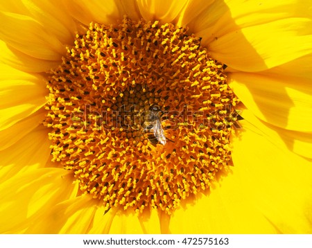 fly hoverfly on a sunflower