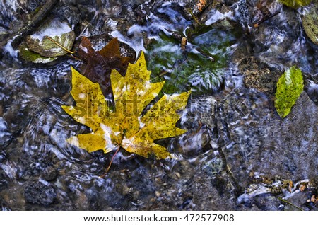 Maple Leaf in Water