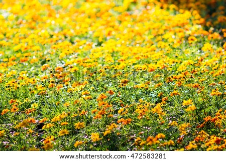 Beautiful yellow chrysanthemums  flowers close up background.natural background