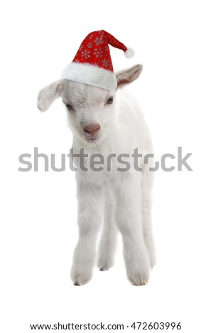  red cap of Santa on a goat kid  isolated on white