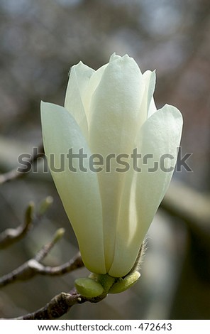 Japanese magnolia macro