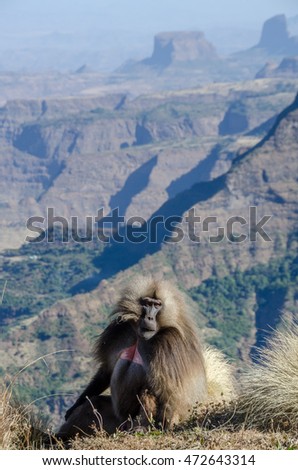 A gelada monkey, or bleeding-heart monkey, seen in the Ethiopian Highlands of the Semien Mountains, sitting on a cliff gazing away with valley and mountain in background.