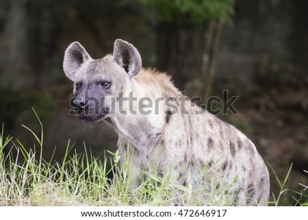 Spotted Hyena watching something in the park