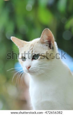 A young cat stands on the green grass in the garden.selective focus.soft focus the field for background.
