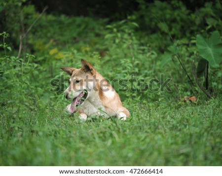 The cute dog in the village in summer