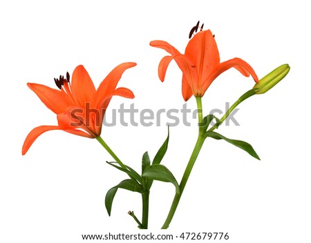 beautiful orange lily bouquet isolated on white background