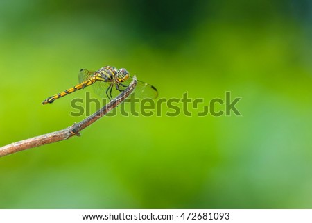 Dragonfly,Dragonflies of Thailand.