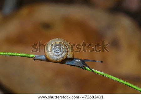 Snail - Snail in nature.
