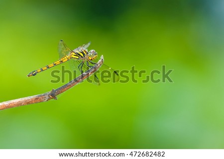 Dragonfly,Dragonflies of Thailand.