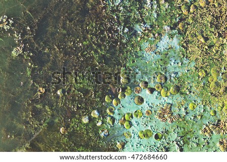 Polluted water by algal blooms. Swamp water texture. Natural textured background. All shades of green and turquoise.