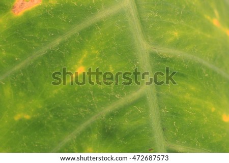 Texture and background of elephant ear or Japanese taro