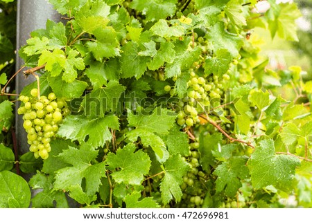 Autumn vineyard with grape vine, green grapes harvest
