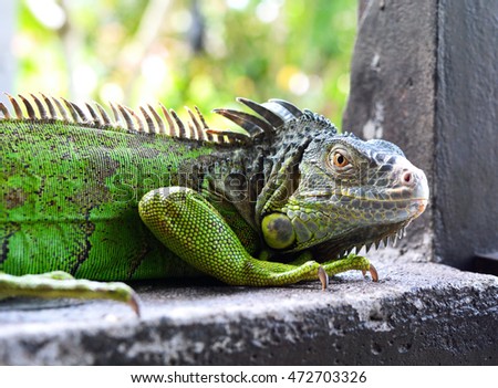 Green Iguana Reptile Portrait Closeup