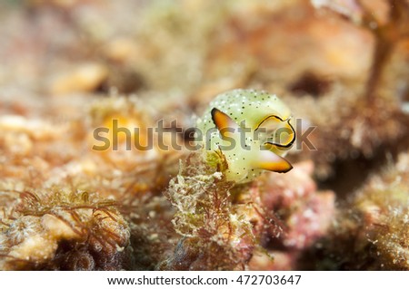 Sea Slug _ Elysia ornata