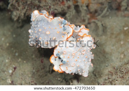 Mating sea slugs