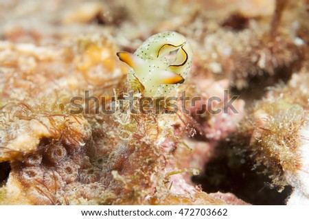 Sea Slug _ Elysia ornata