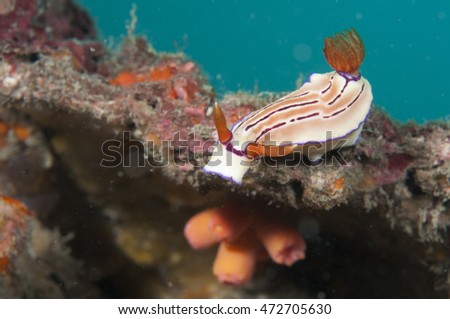 Sea Slug _ Hypselodoris emmae Rudman