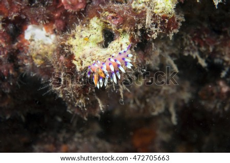 Sea Slug _ Flabellina exoptata