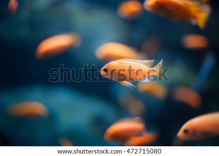 coral reef fishes in the water. beautiful underwater photos