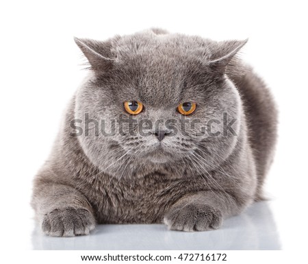 Portrait evil big gray cat British straight with yellow eyes which lies on a white background