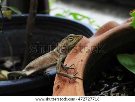 Close up of Thai Chameleon animal backgrounds