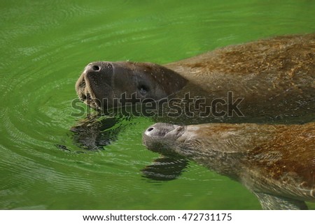 Manatees with young calf