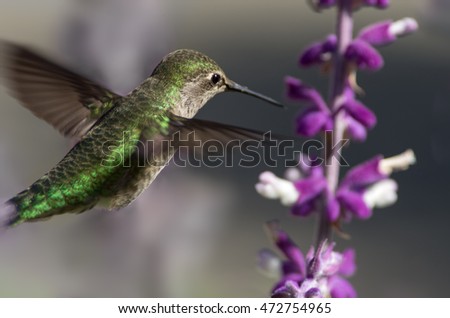 Anna's hummingbird hovering over Mexican Bush Sage. 