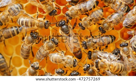 he queen bee surrounded by bees: that support and feed Royalty-Free Stock Photo #472757269