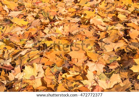 Background of dry fallen autumn multi-colored leaves