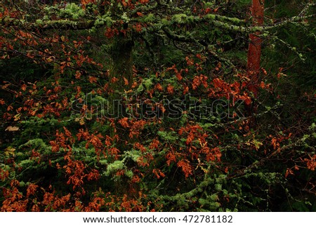 Forest colors ,
natural park Sintra-Cascais, Portugal