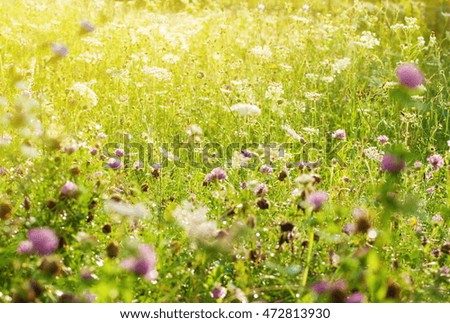 Grass meadow and beautiful prple flowers at fresh morning sunny day lens flare