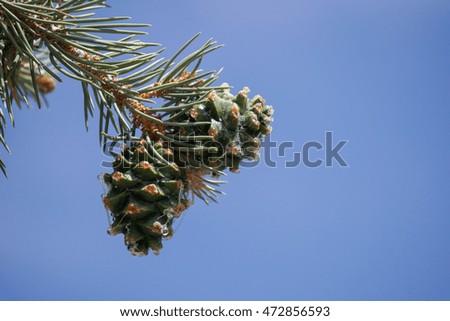 Two pine cones on a branch on a sky background