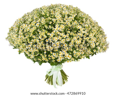 camomile flower on white background