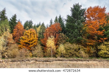 Autumn mixed forest, colorful trees. Deciduous and coniferous forest with yellow, orange leaves, green needles. Dry grass on the ground