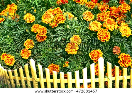 Colorful bright flowers marigold against the background of the summer landscape.
