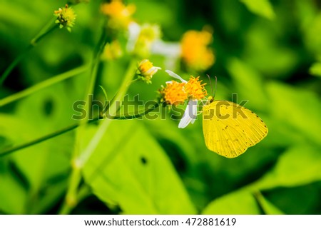 Yellow butterfly on flower in the garden, Thailand