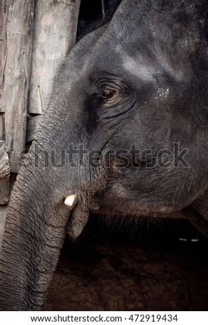 Elephant on the wood background