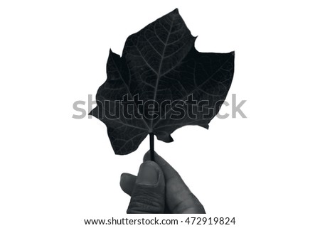 Human hand holding The leaf isolated on white.Black & white version.