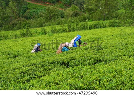 Tea plantation with workers in Nuwara Eliya, Sri Lanka Royalty-Free Stock Photo #47295490