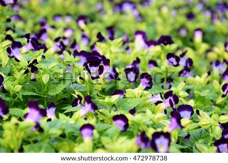 Violet purple wishbone flowers in park.