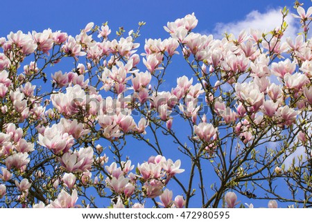 Blooming magnolia flowers on blue sky background in sunny garden or park, springtime, seasonal flowers