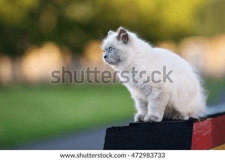 adorable fluffy kitten sitting outdoors