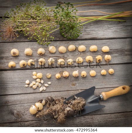 Bulbs Allium aflatunense, garden shovel and faded blossoms on a wooden background