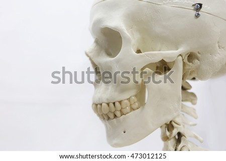 human skull isolated on white background