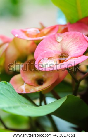 Beautiful Poi Sian flowers in nature morning . drop of water after rain .